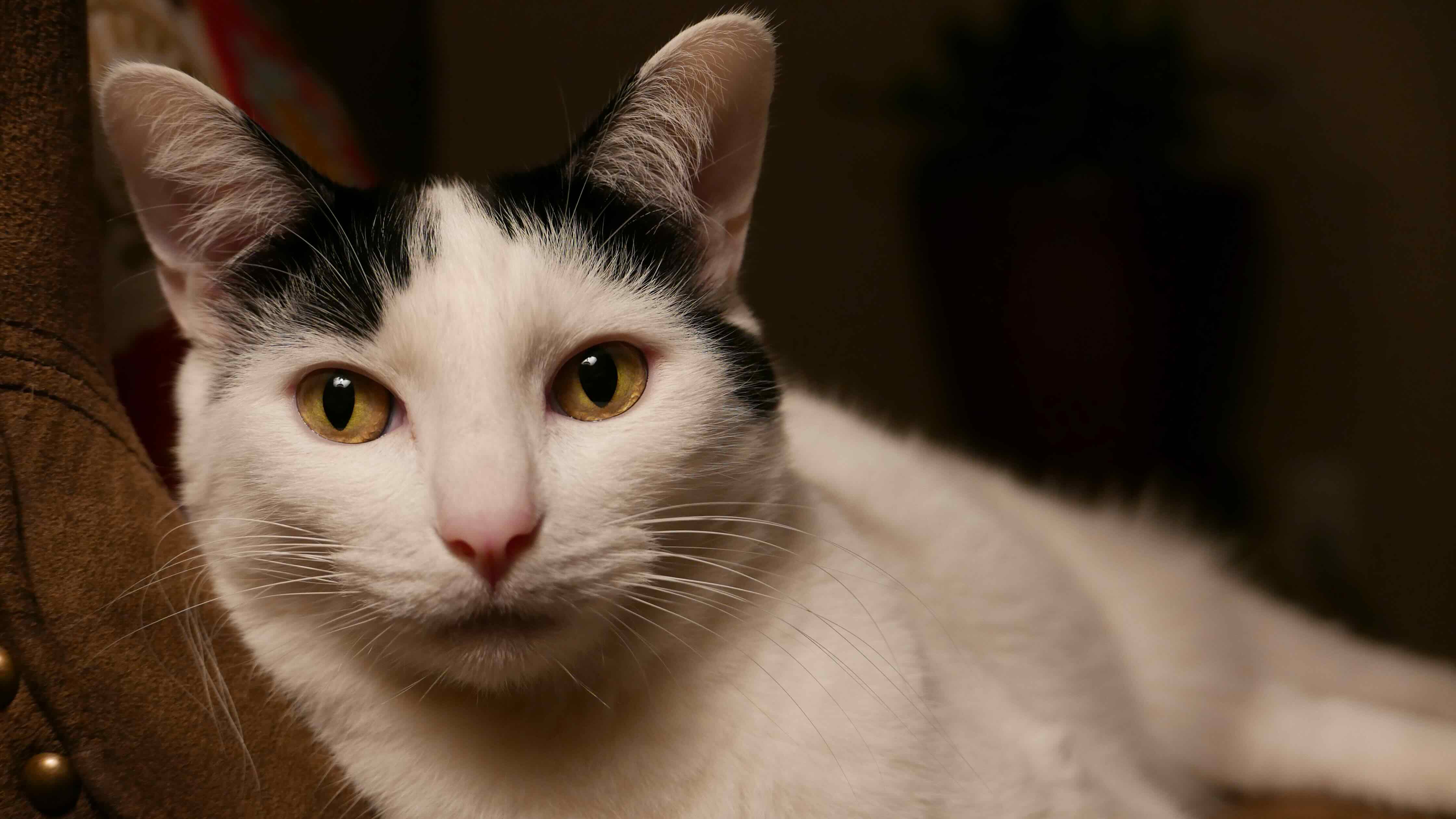 Marlo: 2011 - 01/16/2026